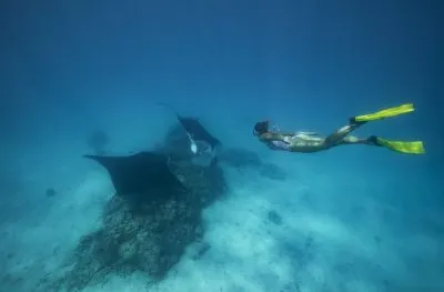 Nager avec les raies manta