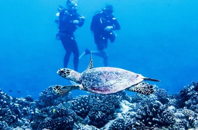 Plongée sous-marine