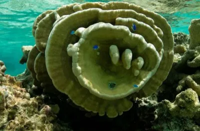 Snorkeling